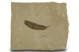 Detailed Fossil Leaf (Populus) - Green River Formation, Utah #334351-1